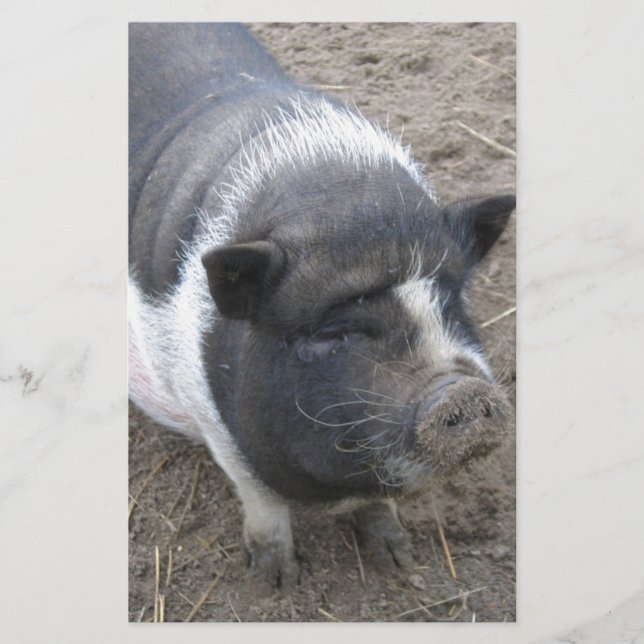 Pot Bellied (Devant)