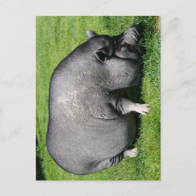 Pot carte postale de porc (Devant)