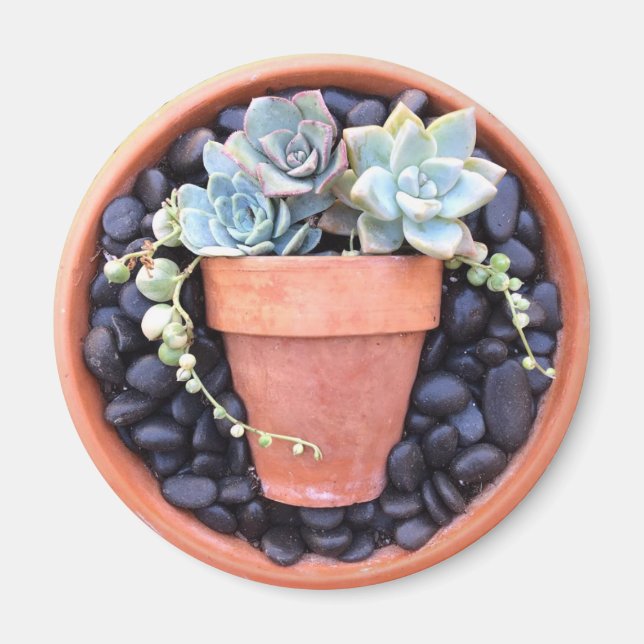 Pot Succulent dans un aimant en pot (Devant)