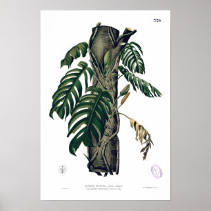 POTHOS ? Poster de la feuille tropicale botanique 