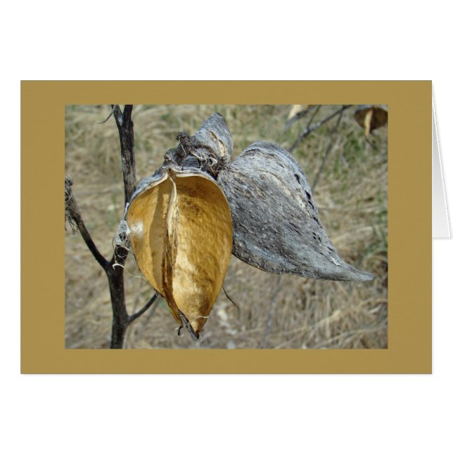 Pots de Milkweed (Devant horizontal)