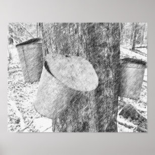 Pots de sève d'érable sur arbre Poster d'art crayo