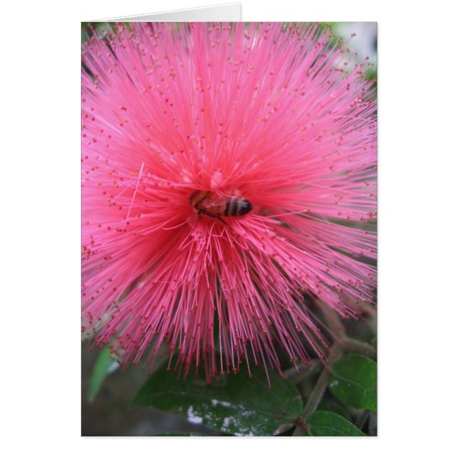 Poudre rose et bourdon (Devant)