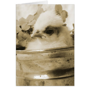 Poule polonaise à Sepia