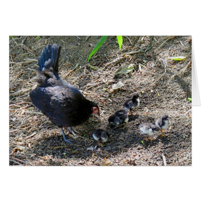 Poules et poules (Devant horizontal)