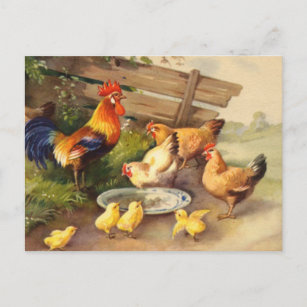 Poules et poussins du coq vintage Carte postale Pa