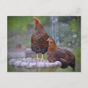 Poules sur carte postale Birdbath