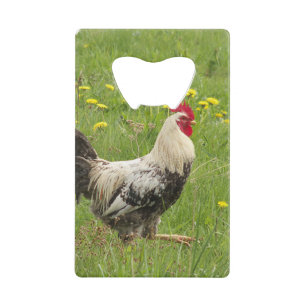poulet, coq, animal, oiseau, ferme, agriculture,