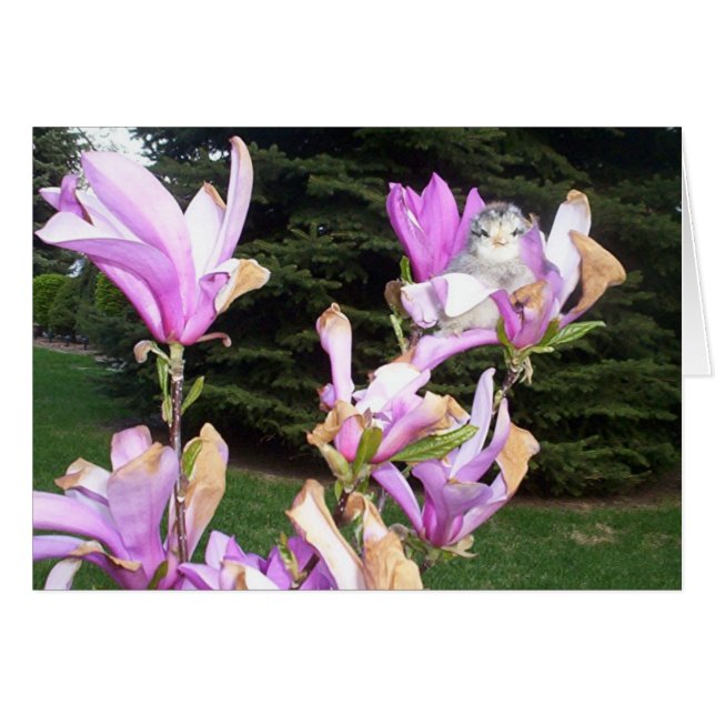 poulet mignon en fleur (Devant horizontal)