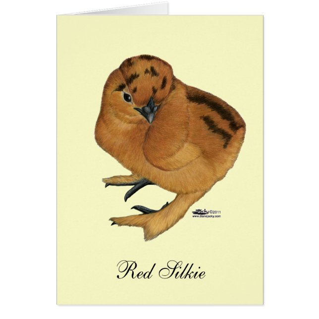 Poulet soyeux rouge (Devant)