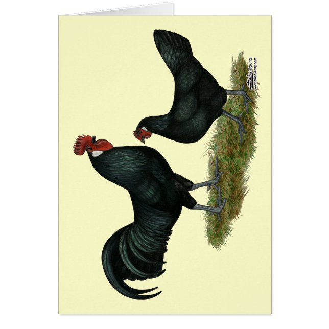 Poulets Augsburger (Devant)