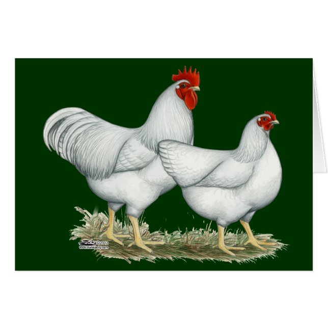 Poulets blancs (Devant Horizontal)