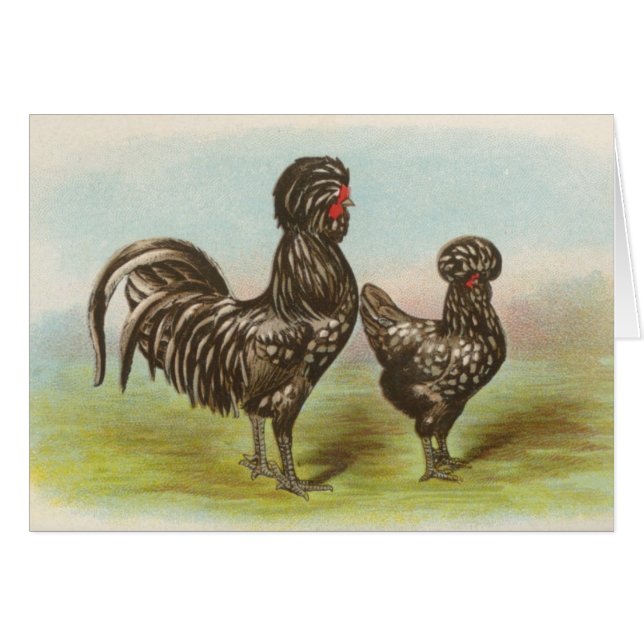 Poulets de Graham - de Houdan (Devant horizontal)