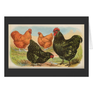 Poulets de Graham - d'Orpington