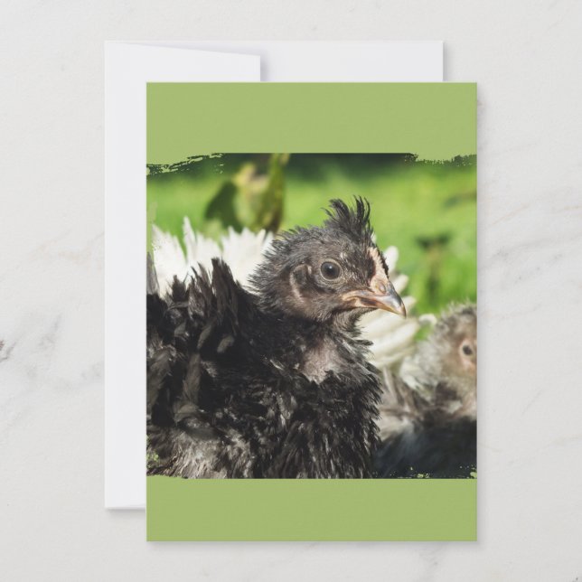 poulets de poulet (Devant)