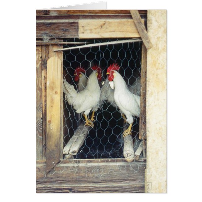Poulets de YER de compte (Devant)