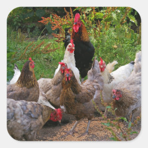 Poulets drôles de basse cour et autocollants