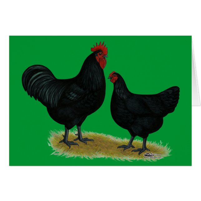 Poulets géants Jersey (Devant Horizontal)