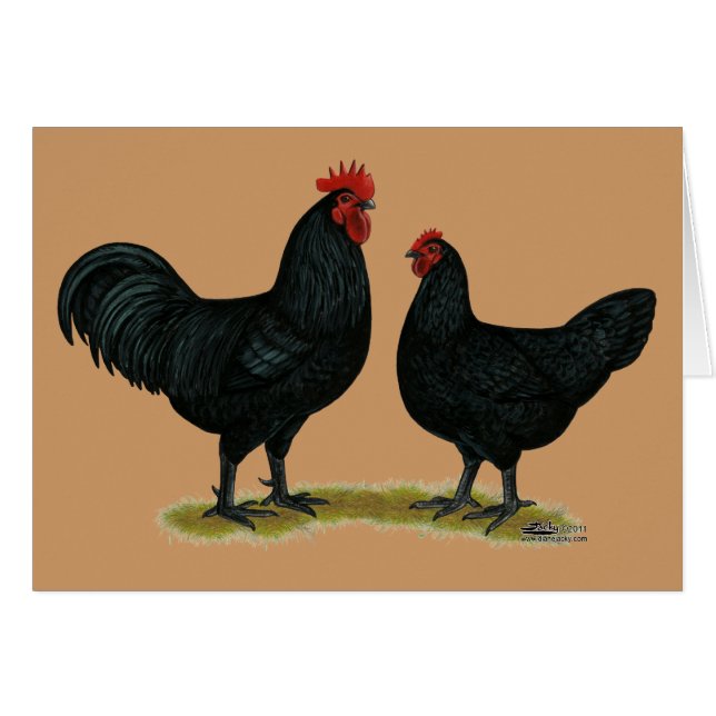 Poulets Java noirs (Devant Horizontal)