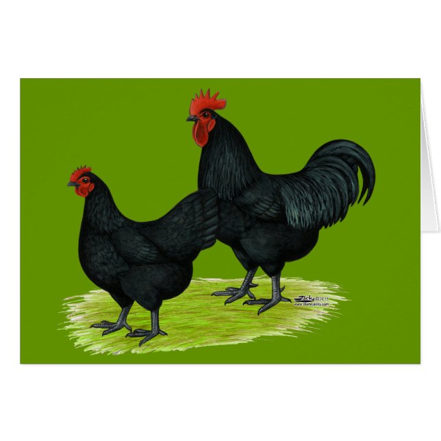 Poulets noirs d'Australorp (Devant Horizontal)