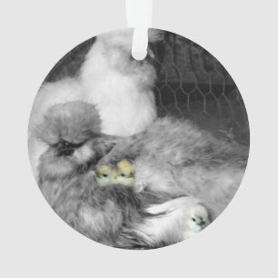 Poulets noirs et blancs en soie avec poulets jaune