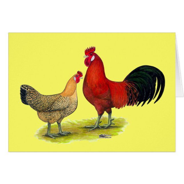 Poulets siciliens de renoncule (Devant Horizontal)