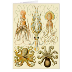 Poulpe Vintage Calmar Gamochonia par Ernst Haeckel