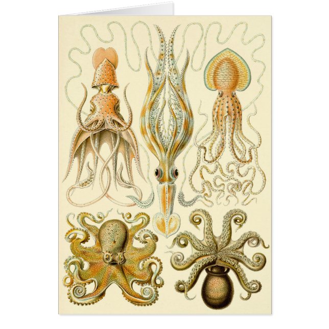 Poulpe Vintage Calmar Gamochonia par Ernst Haeckel (Devant)