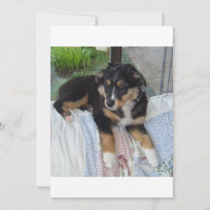 poupée de tri noir aussie