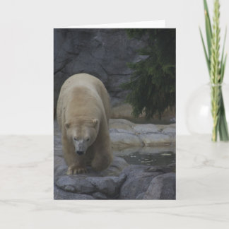 Pour Fêtes Annuelles Cartes animales, ours blanc