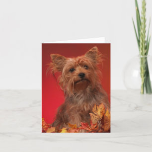 Pour Fêtes Annuelles Cartes de Bon thanksgiving Yorkie