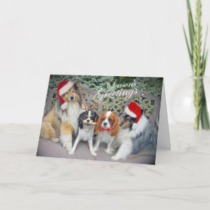 Pour Fêtes Annuelles Cartes de Noël Cavalier King Charles & Shelts
