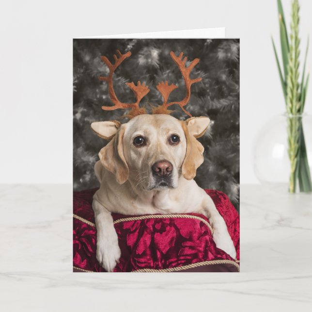 Pour Fêtes Annuelles Cartes de Noël Funny Yellow Lab (Devant)