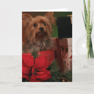 Pour Fêtes Annuelles Cartes de Noël Yorkie