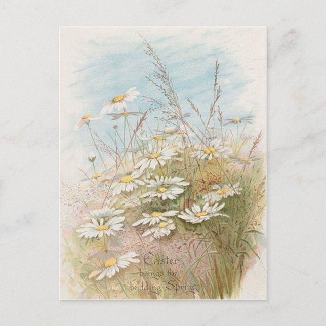 Pour Fêtes Annuelles Cartes de Pâques Marguerites Vintage Dans Un Champ (Devant)