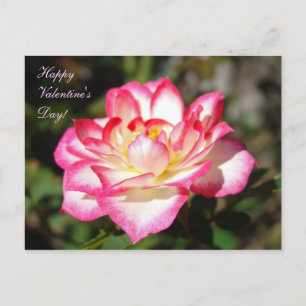 Pour Fêtes Annuelles Cartes de Saint-Valentin ! Fleurs de rose rose