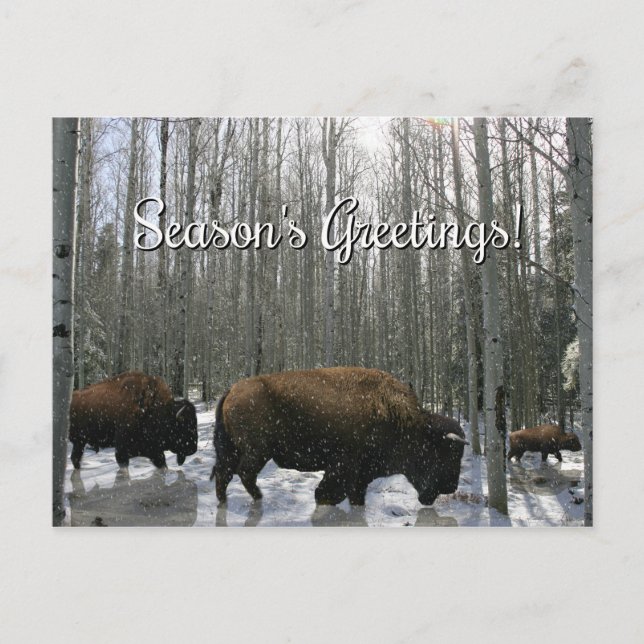 Pour Fêtes Annuelles Cartes de vœux de saison des bisons d'Amérique du  (Devant)