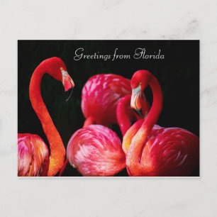 Pour Fêtes Annuelles Cartes de vœux Flamant Rose Bienvenue en Floride ,