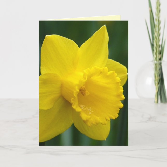 Pour Fêtes Annuelles Cartes Jonquille Cartes de fleurs de jonquille per (Devant)