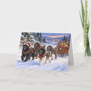Pour Fêtes Annuelles Quatre Newfies Tirent Un Traîneau Rempli De Cartes