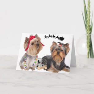 Pour Fêtes Annuelles Yorkshire Terriers Croient Aux Cartes Père Noël