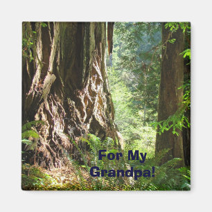 Pour mon grand-père ! aimant Grands arbres de séqu
