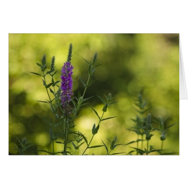 Pourpre en or (Devant horizontal)