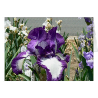 Pourpre et blanc