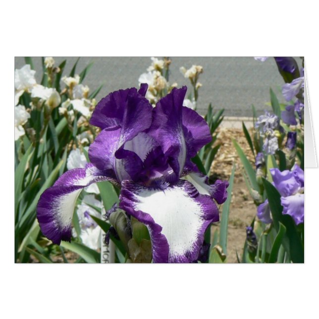 Pourpre et blanc (Devant horizontal)