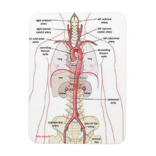 POURQUOI AORTA ! ! Magnets