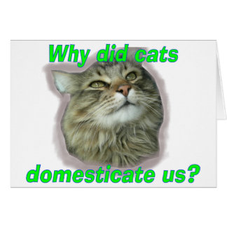 Pourquoi les chats nous ont-ils domestiqués ?