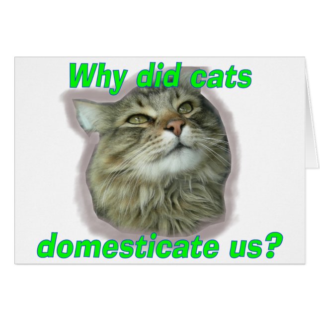 Pourquoi les chats nous ont-ils domestiqués ? (Devant horizontal)