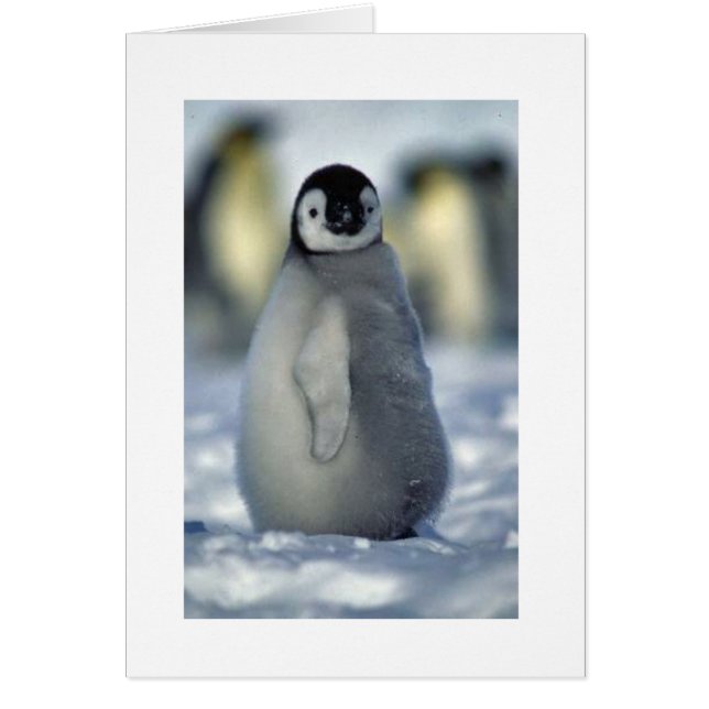 poussin de pingouin (Devant)