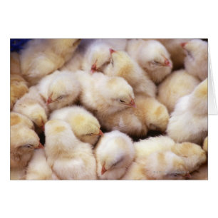 poussins, couvée des poulets